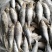 冷冻海鲫鱼(斑鰶)海杂鱼