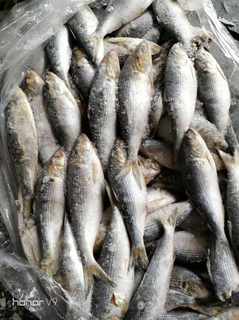 冷冻海鲫鱼(斑鰶)海杂鱼
