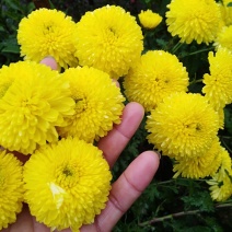婺源皇菊，产地直销，欢迎选购！