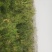 170-180高白皮松