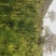 170-180高白皮松