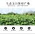 桑叶茶霜后干桑叶15.8一斤批发零售量大从优