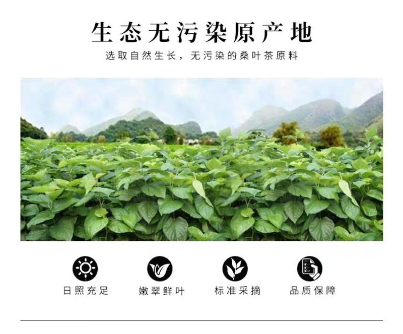 桑叶茶霜后干桑叶15.8一斤批发零售量大从优