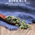 桑叶茶霜后干桑叶15.8一斤批发零售量大从优