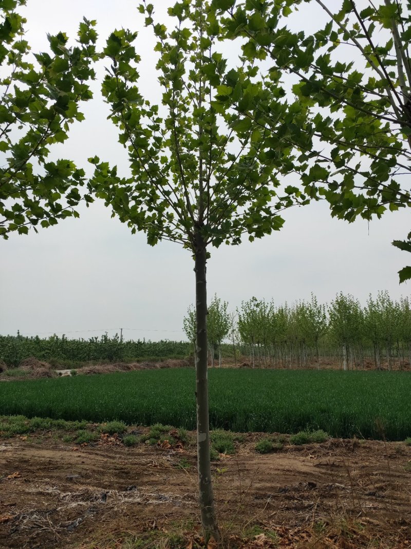 12公分法桐