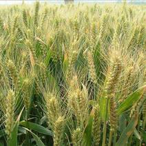 河南农作物小麦