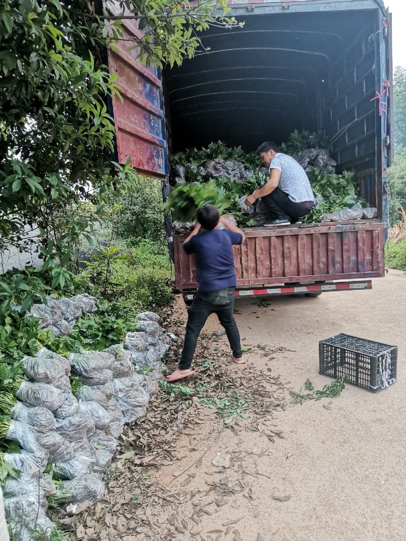 八角金盘芽苗地苗杯苗湖南八角金盘基地直销