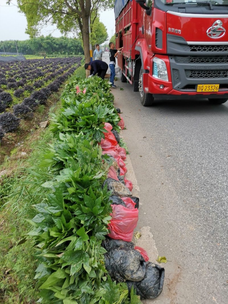 八角金盘芽苗地苗杯苗湖南八角金盘基地直销