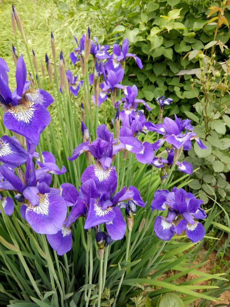 马兰花，宿根花卉马兰种苗马兰