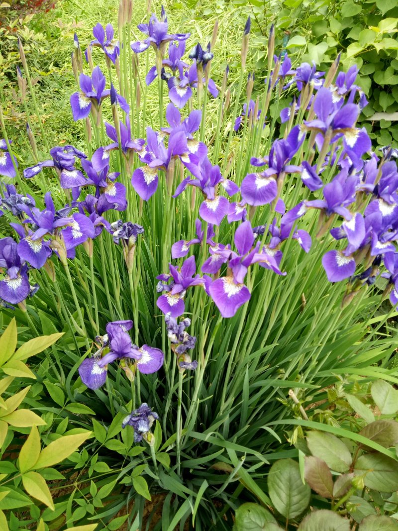 马兰花，宿根花卉马兰种苗马兰