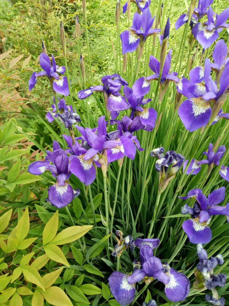 马兰花，宿根花卉马兰种苗马兰