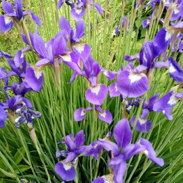 马兰花，宿根花卉马兰种苗马兰