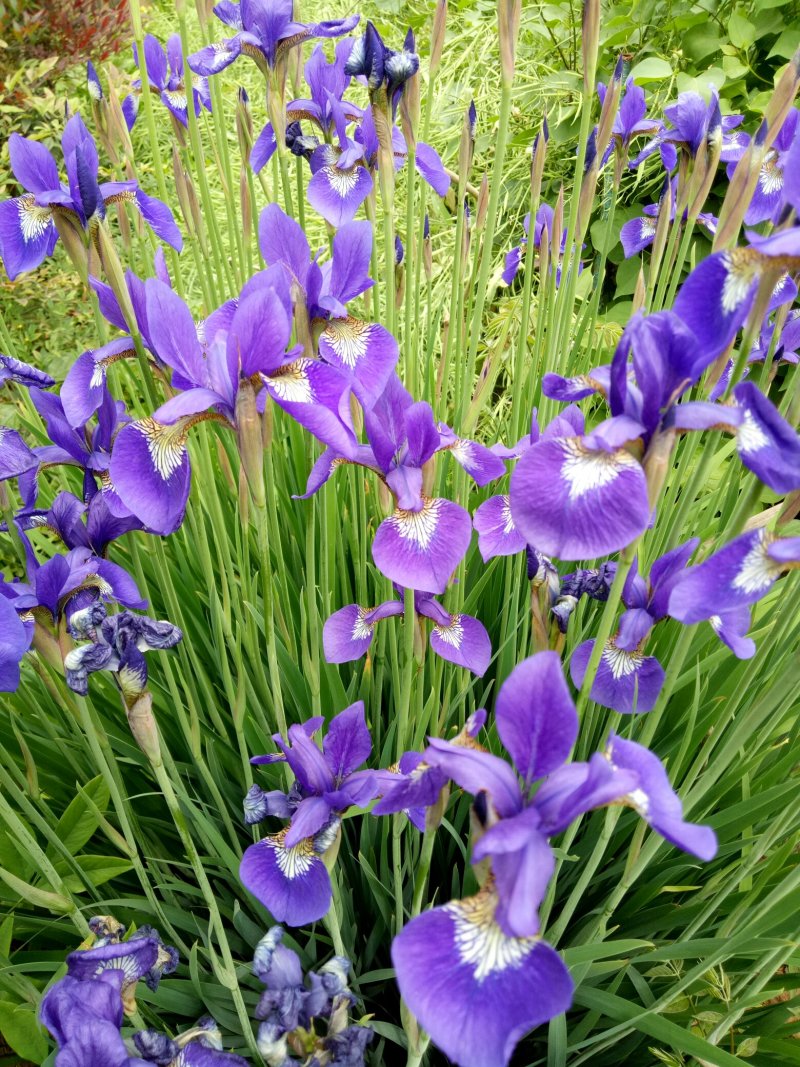 马兰花，宿根花卉马兰种苗马兰