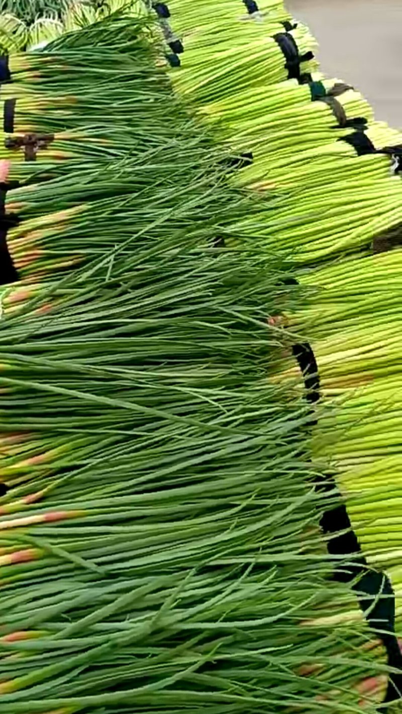 山东聊城大张蒜薹大量上市中: