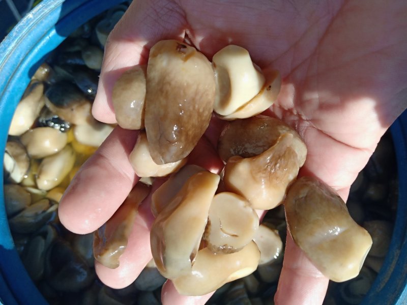 各种盐渍蘑菇野菜