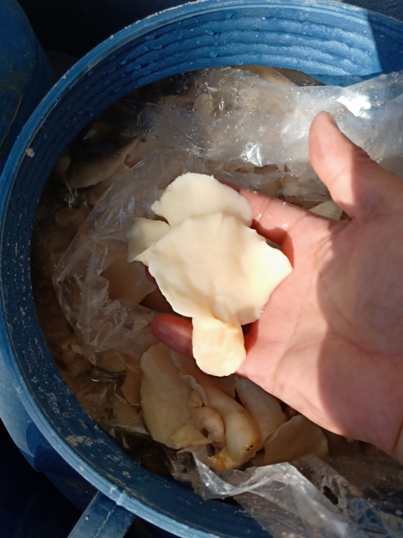 各种盐渍蘑菇野菜