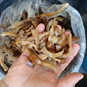 各种盐渍蘑菇野菜
