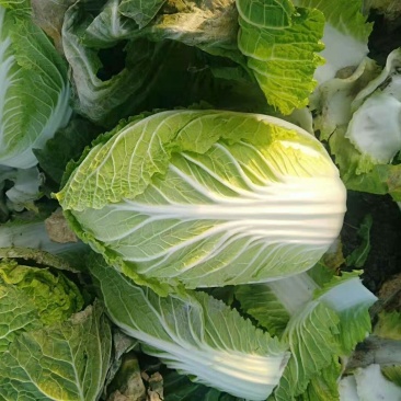 白菜黄心白菜毛菜净菜大量供应一手货源