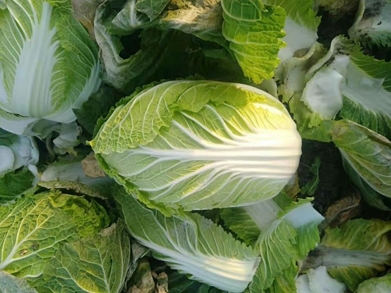 白菜黄心白菜毛菜净菜大量供应一手货源