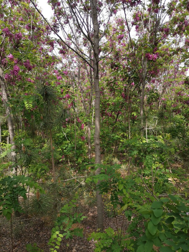 香花槐