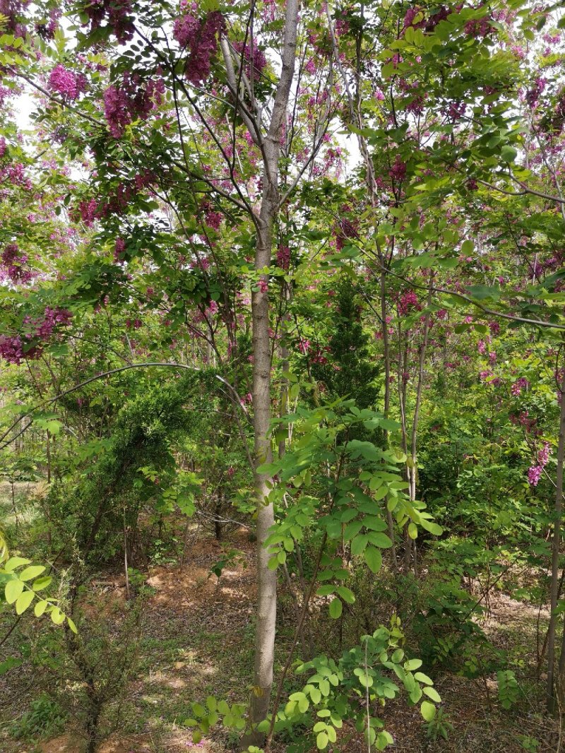香花槐