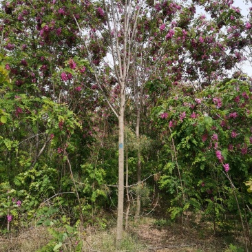 香花槐