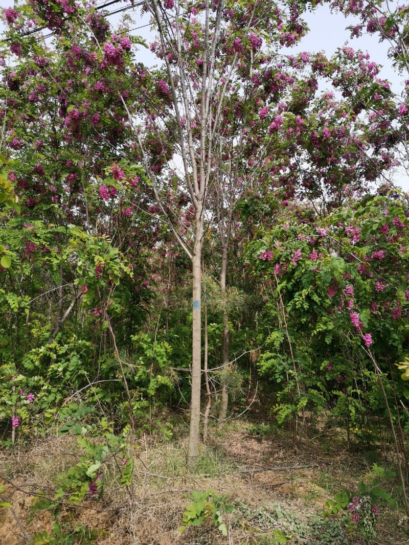 香花槐