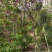 香花槐