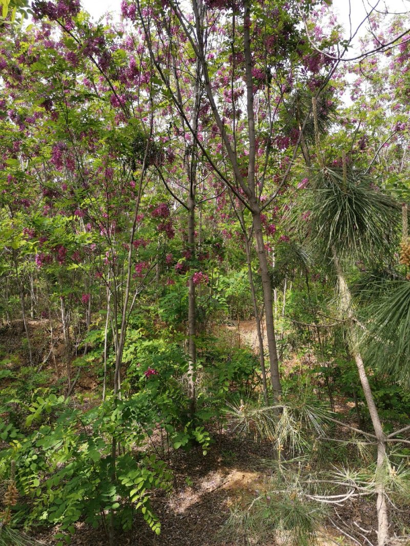 香花槐