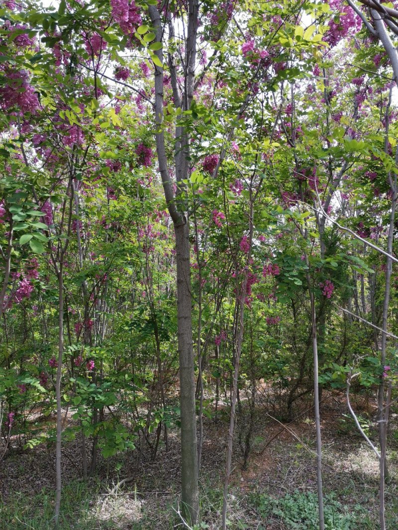 香花槐