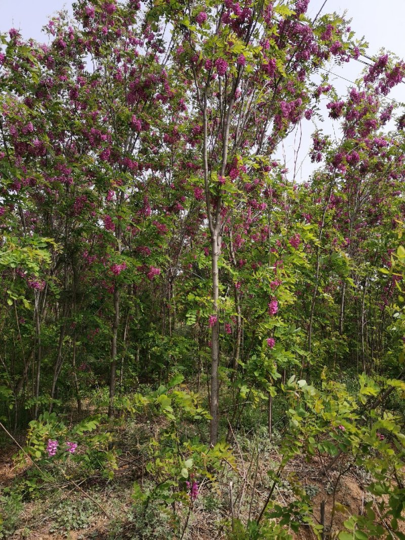 香花槐