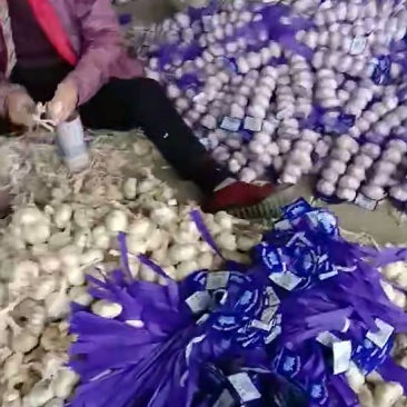 优质大蒜