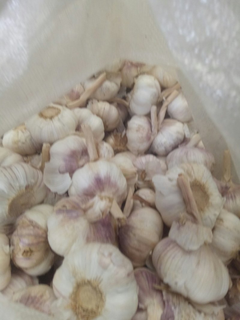 优质大蒜