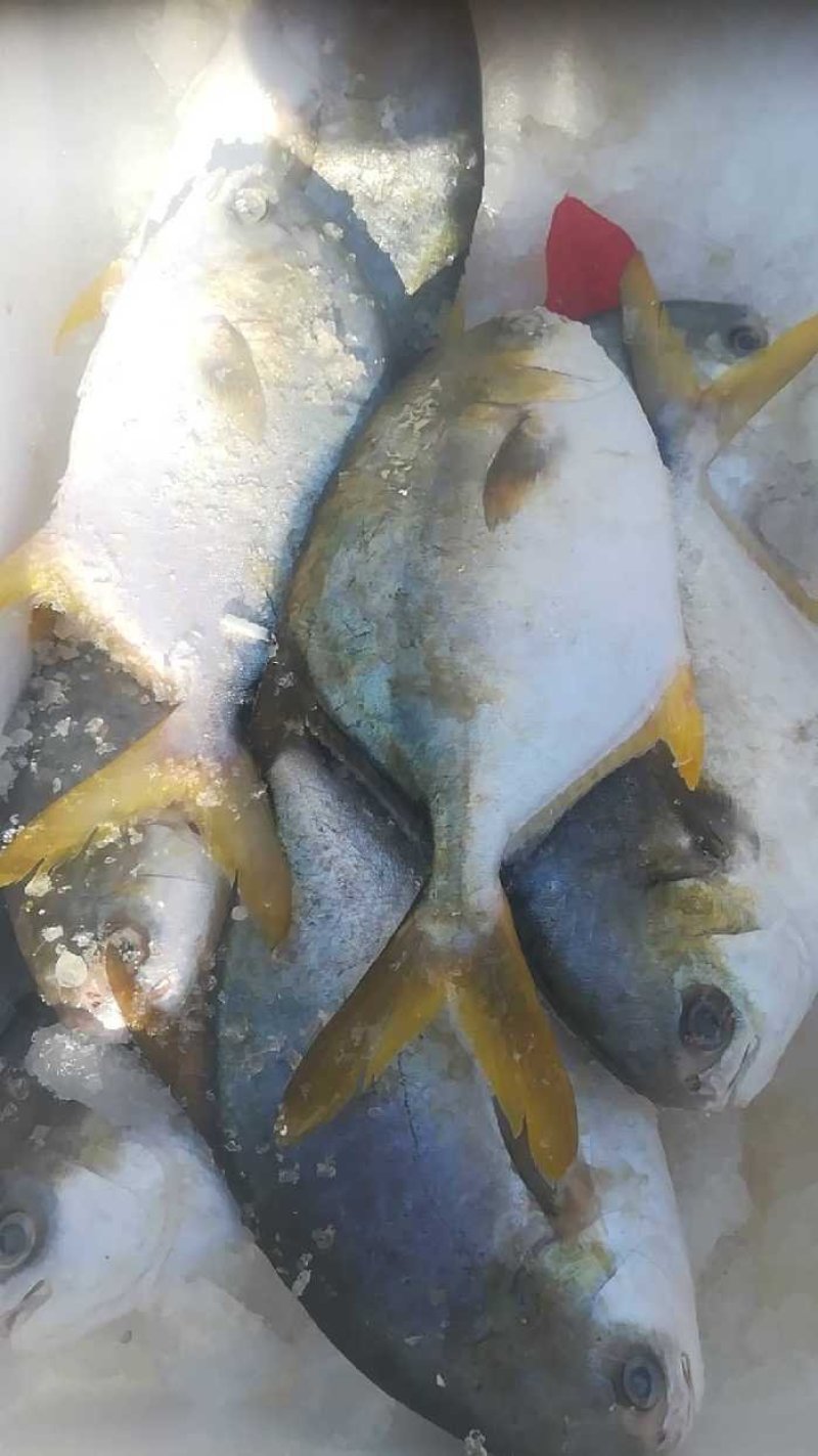 大连冷水鲅鱼，鸦片鱼，多宝鱼，偏口鱼，黄花鱼，渤海刀鱼