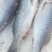大连冷水鲅鱼，鸦片鱼，多宝鱼，偏口鱼，黄花鱼，渤海刀鱼