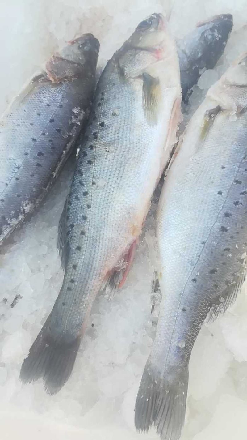 大连冷水鲅鱼，鸦片鱼，多宝鱼，偏口鱼，黄花鱼，渤海刀鱼