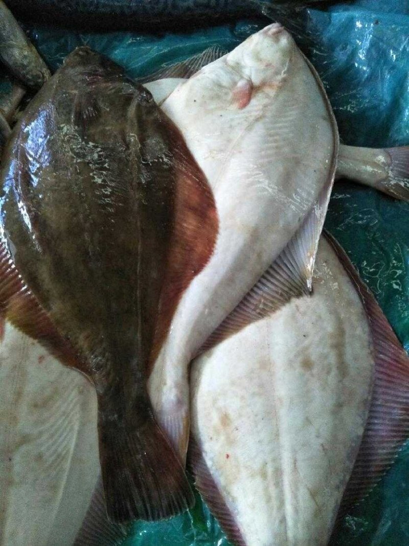 大连冷水鲅鱼，鸦片鱼，多宝鱼，偏口鱼，黄花鱼，渤海刀鱼