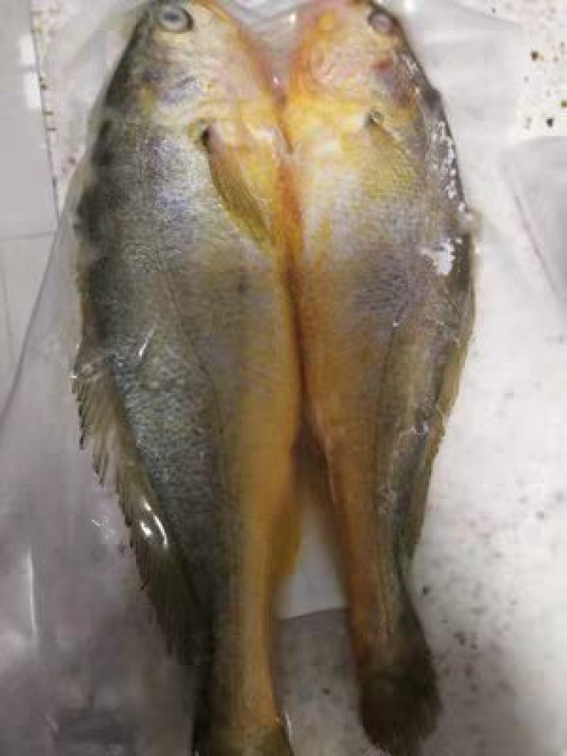 大连冷水鲅鱼，鸦片鱼，多宝鱼，偏口鱼，黄花鱼，渤海刀鱼