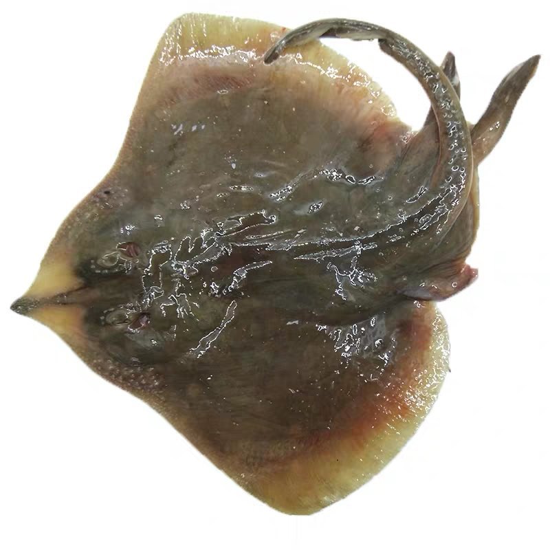 大连冷水鲅鱼，鸦片鱼，多宝鱼，偏口鱼，黄花鱼，渤海刀鱼
