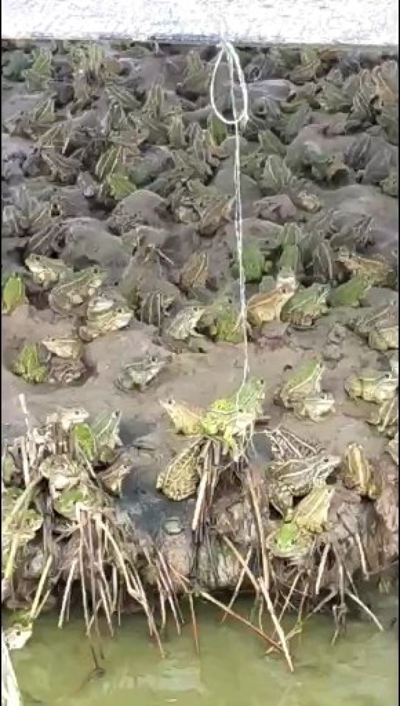 青蛙蝌蚪苗