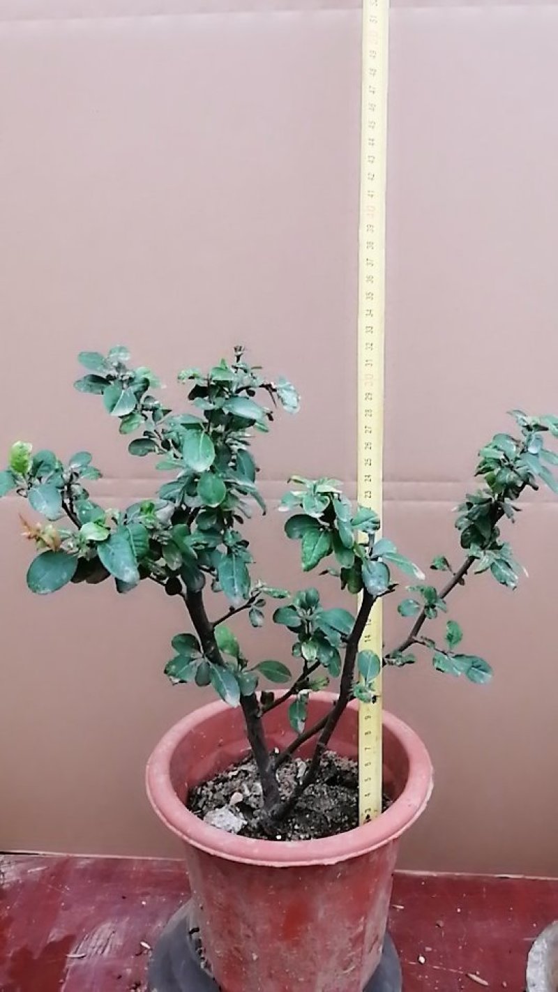 海棠苗。贴梗海棠，复色海棠，双色海棠，日本海棠