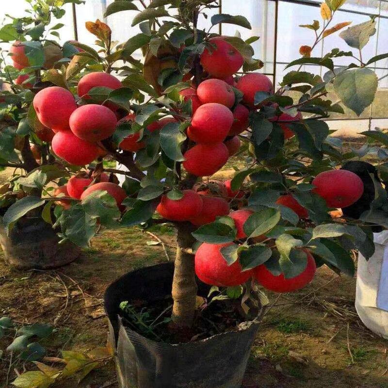 包邮阳台苹果树苗北方庭院新品种水果苗盆栽苗特大黑钻种树嫁