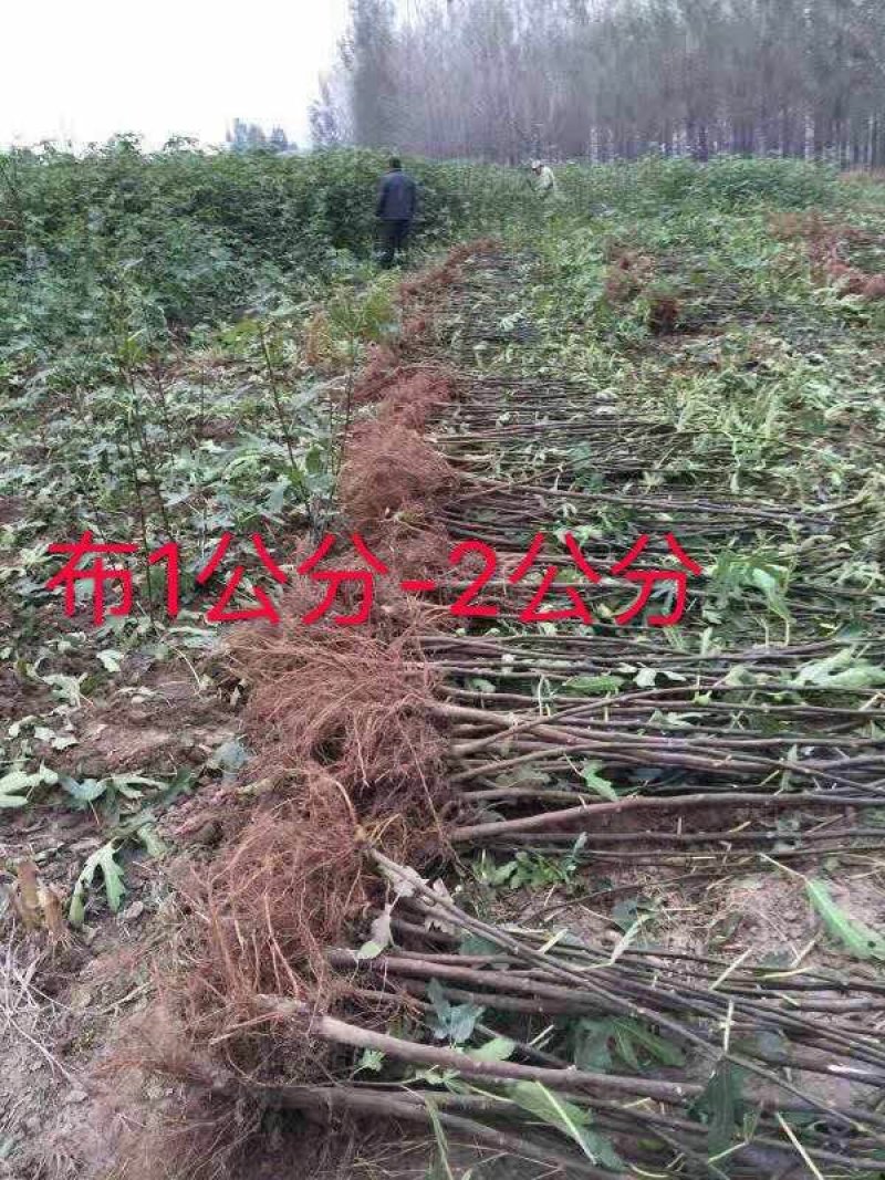 2年生无花果树苗布蓝瑞克日本紫果价格便宜