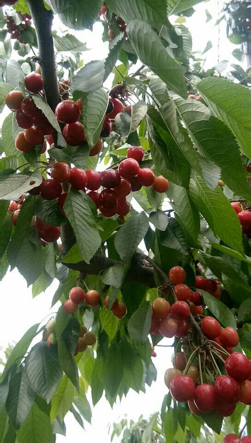 红灯大樱桃