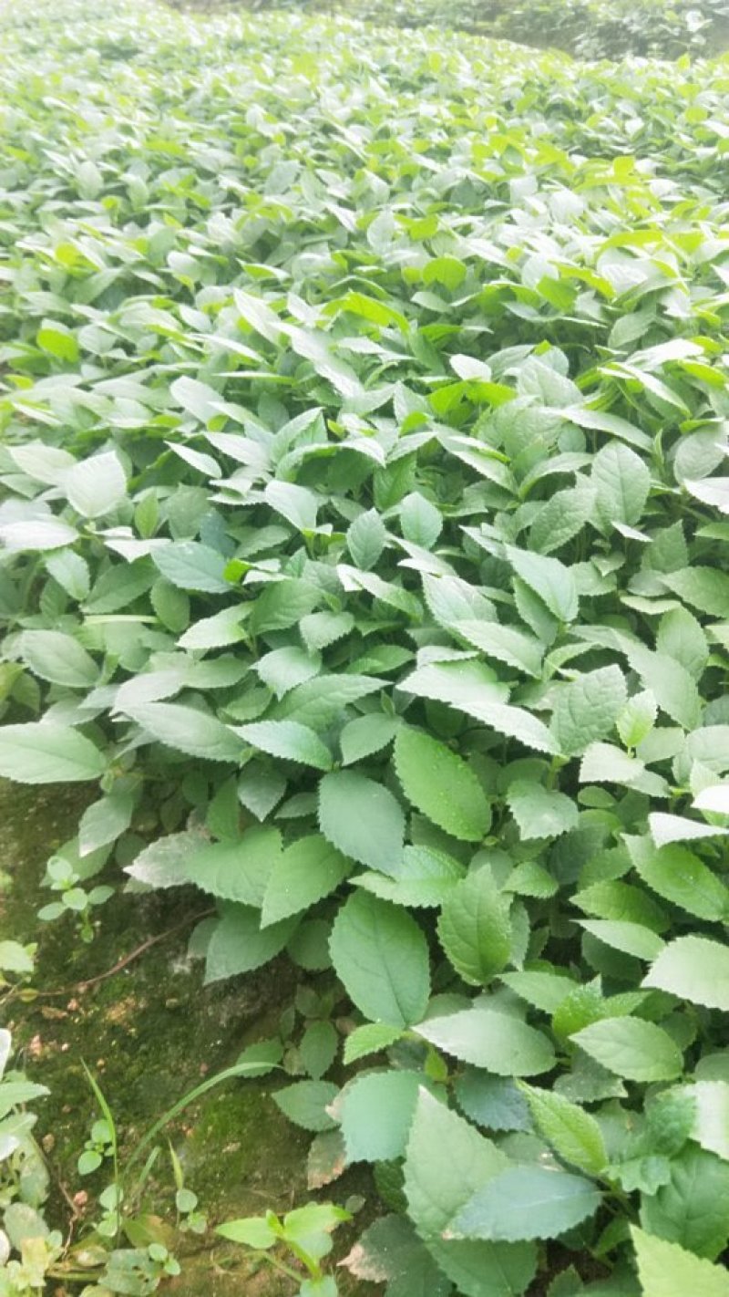 五指毛桃苗中药材苗种植