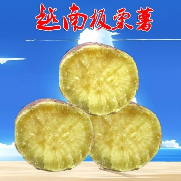 越南板栗薯