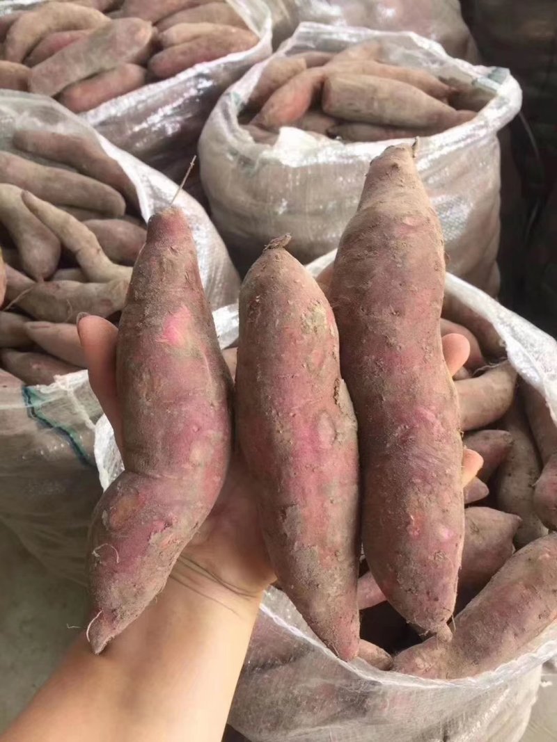 越南板栗薯