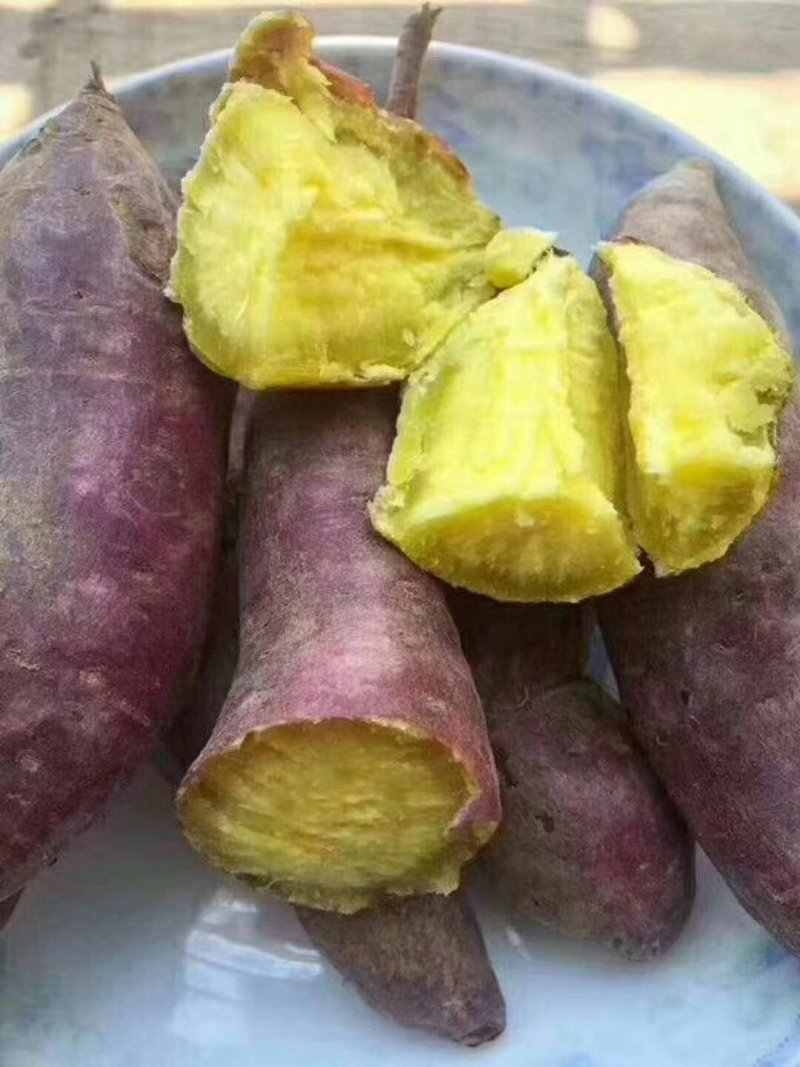 越南板栗薯
