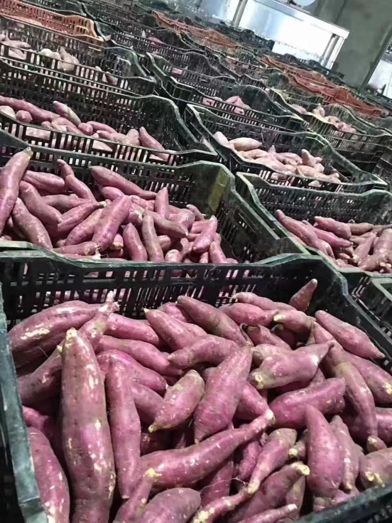 越南板栗薯