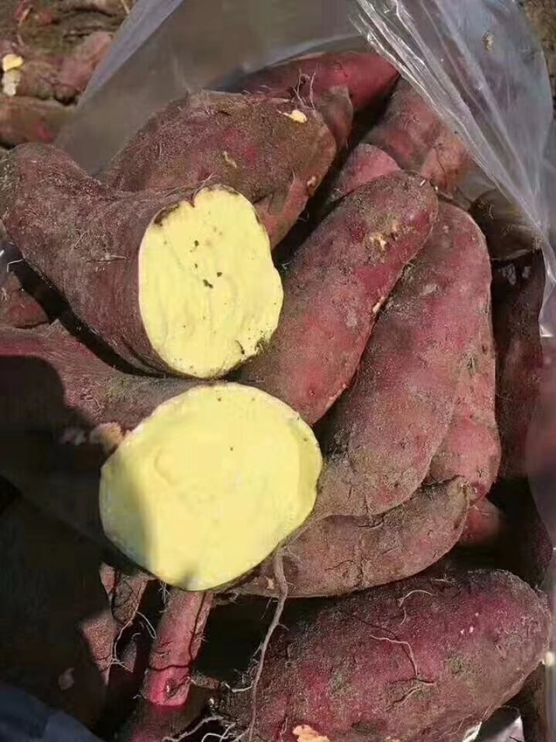 越南板栗薯